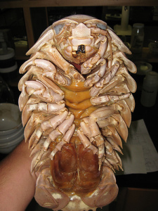 giant isopod