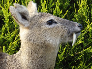 Chinese water deer