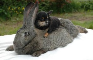 Flemish giant rabbit