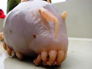 Sea pig