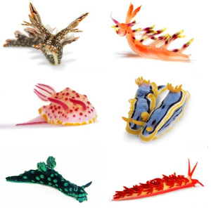 Nudibranch sea slugs